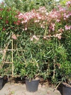 Oleander Als Leivorm (Nerium Oleander) 7 Oleander Als Leivorm (Nerium Oleander) -DIRECTPLANT Winkel 20101220113705 1