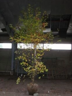 Tupelo Struik (Nyssa Sylvatica) -DIRECTPLANT Winkel 20101220115947 5