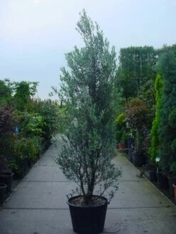 Olijf Als Struik (Olea Europaea) -DIRECTPLANT Winkel 20101220120639 9