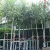 Olijfboom (Olea Europaea ) -DIRECTPLANT Winkel 20101220124109 9
