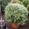 Schijnhulst In Bolvorm (Osmanthus Heterophyllus 'Goshiki') -DIRECTPLANT Winkel 20101220140510 2 2