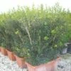 Schijnhulst Als Meeneemhaag (Osmanthus Heterophyllus) -DIRECTPLANT Winkel 20101220140714 1 3