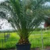 Canarische Dadelpalm (Phoenix Canariensis) -DIRECTPLANT Winkel 20101220144445 10