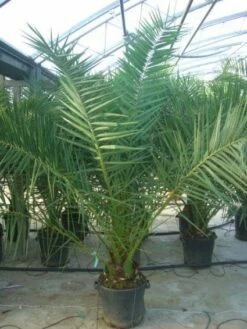 Canarische Dadelpalm (Phoenix Canariensis) -DIRECTPLANT Winkel 20101220144503 10