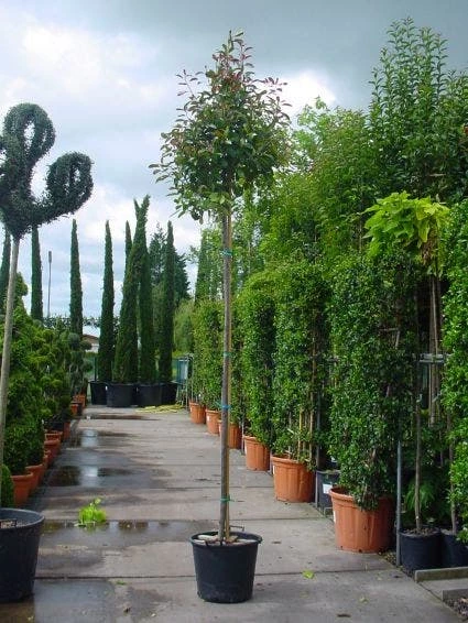 Glansmispel Als Boom (Photinia Fraseri 'Red Robin') 4 Glansmispel Als Boom (Photinia Fraseri 'Red Robin') - Afbeelding 2