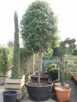 Glansmispel Als Boom (Photinia Fraseri 'Red Robin') -DIRECTPLANT Winkel 20101220152227 9 1