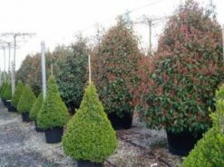 Glansmispel, Pyramide (Photinia Fraseri 'Red Robin' ) -DIRECTPLANT Winkel 20101220152727 9