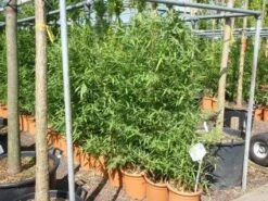 Bamboe (Phyllostachys Aurea) -DIRECTPLANT Winkel 20101220162232 13