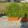 Bamboe Als Meeneemhaag (Phyllostachys Aurea) -DIRECTPLANT Winkel 20101220170943 1