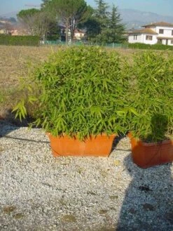 Bamboe Als Meeneemhaag (Phyllostachys Aurea)