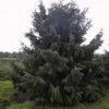 Spar (Picea Breweriana) -DIRECTPLANT Winkel 20101220171250 4