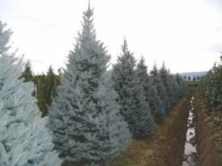 Amerikaanse Blauwe Spar (Picea Pungens 'Fat Albert')