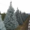 Amerikaanse Blauwe Spar (Picea Pungens 'Fat Albert') 1 Amerikaanse Blauwe Spar (Picea Pungens 'Fat Albert') -DIRECTPLANT Winkel 20101220171738 7