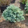 Colorado Spar (Picea Pungens 'Glauca Globosa') -DIRECTPLANT Winkel 20101220172124 8