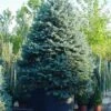 Spar (Picea Pungens 'Hoopsii') 1 Spar (Picea Pungens 'Hoopsii') -DIRECTPLANT Winkel 20101220172833 13 1