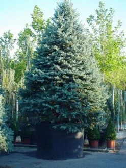 Spar (Picea Pungens 'Hoopsii')