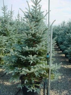 Zilverden (Picea Pungens 'Koster')