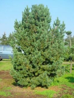 Alpenden (Pinus Cembra) 7 Alpenden (Pinus Cembra) -DIRECTPLANT Winkel 20101221111011 10 1