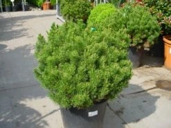 Bergden (Pinus Mugo Mughus) 13 Bergden (Pinus Mugo Mughus) -DIRECTPLANT Winkel 20101221111117 13