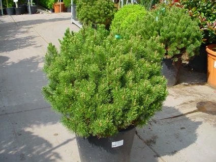 Bergden (Pinus Mugo Mughus) 4 Bergden (Pinus Mugo Mughus) - Afbeelding 2