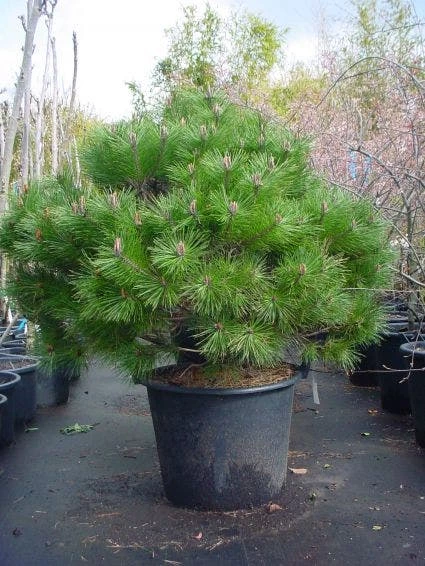 Bolvormige Den (Pinus Nigra 'Brepo') 3 Bolvormige Den (Pinus Nigra 'Brepo')