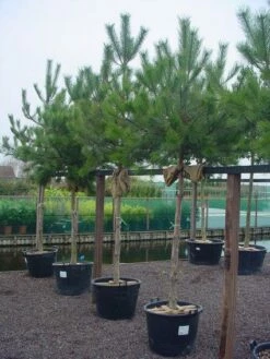 Oostenrijkse Den Als Boom (Pinus Nigra Nigra) 24 Oostenrijkse Den Als Boom (Pinus Nigra Nigra) -DIRECTPLANT Winkel 20101221121144 16