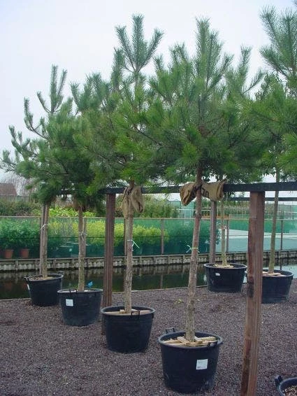 Oostenrijkse Den Als Boom (Pinus Nigra Nigra) 5 Oostenrijkse Den Als Boom (Pinus Nigra Nigra) - Afbeelding 3