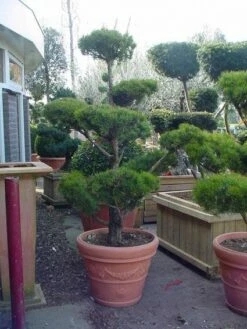 Grove Den Als Bonsai (Pinus Sylvestris) -DIRECTPLANT Winkel 20101221133922 2