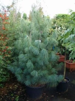 Treurden (Pinus Wallichiana)