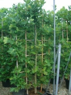 Plataan Als Leivorm (Platanus Hispanica) -DIRECTPLANT Winkel 20101221145030 2