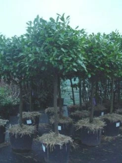 Laurierkers Op Stam (Prunus Laurocerasus 'Rotundifolia')