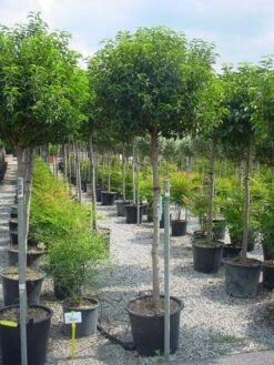 Portugese Laurier Op Stam (Prunus Lusitanica 'Angustifolia') -DIRECTPLANT Winkel 20101221164022 5