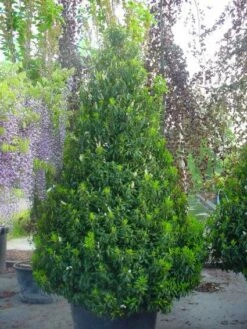 Portugese Laurier, Piramide (Prunus Lusitanica ) -DIRECTPLANT Winkel 20101221164936 8 1
