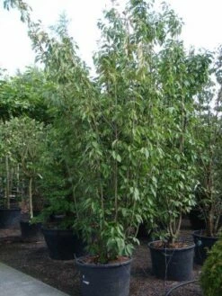 Sierkers, Struikvorm (Prunus Serrulata 'Kanzan') -DIRECTPLANT Winkel 20101224132249 9