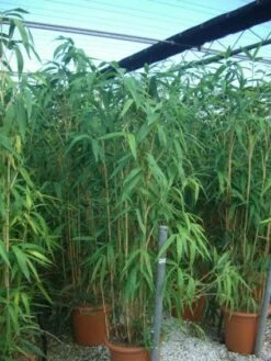 Bamboe (Pseudosasa Japonica) -DIRECTPLANT Winkel 20101224133625 11