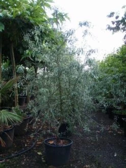 Sierpeer Als Struik (Pyrus Salicifolia 'Pendula') -DIRECTPLANT Winkel 20101224153119 6