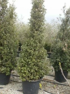 Steeneik Als Piramide (Quercus Ilex) -DIRECTPLANT Winkel 20101224170726 6 1