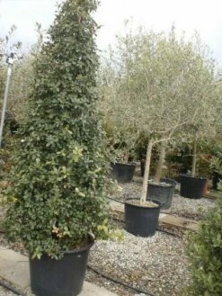 Steeneik Als Piramide (Quercus Ilex)