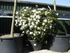 Rhododendron (Rhododendron 'Cunningham White') -DIRECTPLANT Winkel 20101227172754 8 2
