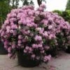 Rhododendron (Rhododendron 'Roseum Elegans') -DIRECTPLANT Winkel 20101227173020 16 1