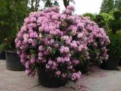 Rhododendron (Rhododendron 'Roseum Elegans')