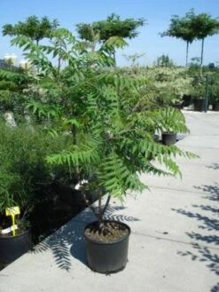 Fluweelboom, Struik (Rhus Typhina) -DIRECTPLANT Winkel 20101228110625 3