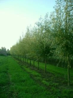 Knotwilg (Salix Alba) -DIRECTPLANT Winkel 20101228131242 13