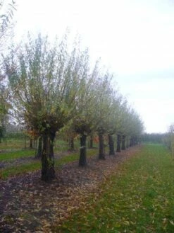 Knotwilg (Salix Alba) -DIRECTPLANT Winkel 20101228131303 13