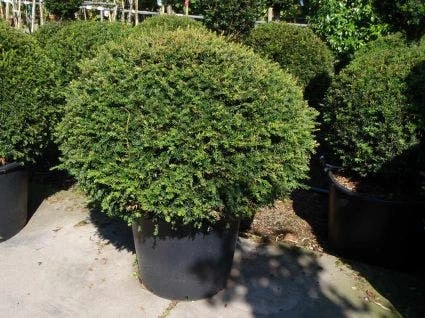 Taxusbol (Taxus Baccata) 4 Taxusbol (Taxus Baccata) - Afbeelding 2