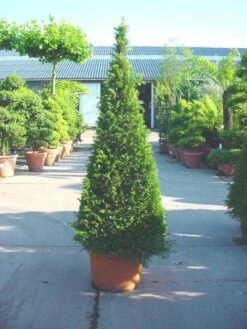 Taxus Als Pyramide (Taxus Baccata) 13 Taxus Als Pyramide (Taxus Baccata) -DIRECTPLANT Winkel 20101228152743 5 1