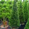 Taxus Als Kegel (Taxus Baccata) -DIRECTPLANT Winkel 20101229170914 9 1