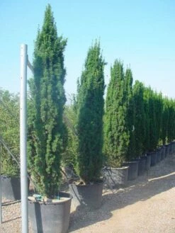 Groene Zuiltaxus (Taxus Baccata 'Fastigiata')