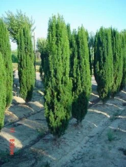 Groene Zuiltaxus (Taxus Baccata 'Fastigiata') -DIRECTPLANT Winkel 20101229172718 15 1