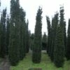 Zuiltaxus (Taxus Baccata 'Fastigiata Robusta') -DIRECTPLANT Winkel 20101230125518 17 1